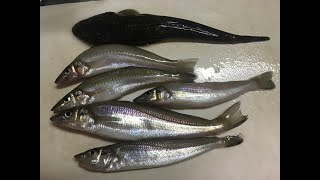 【茨城県鹿島灘サーフ】キス釣りLIVE② 2022-7-2【新規開拓】