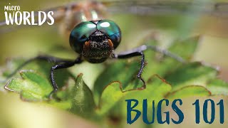 Microworlds: Bugs—Bugs 101
