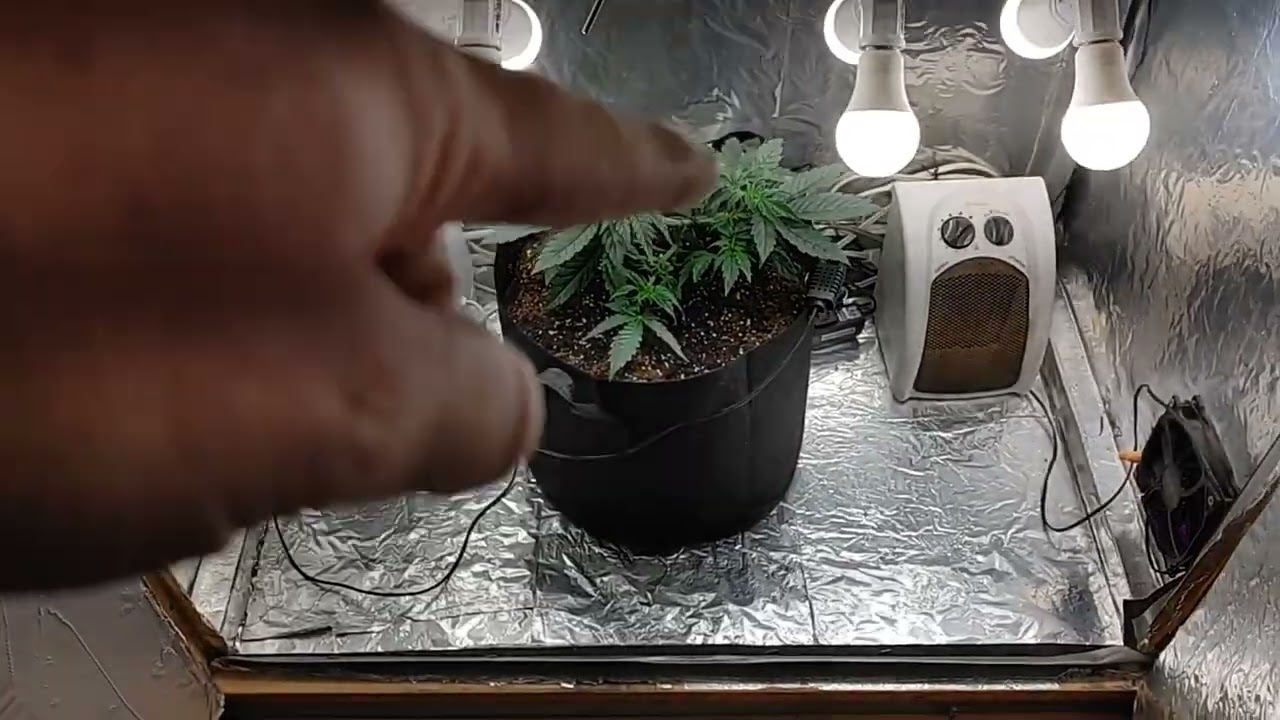 Dr Greenthumb -  Grape Gorilla Autoflower - week 4 