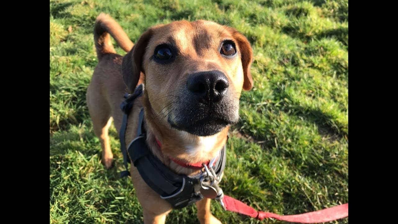 Bella - 8 month old Staffie x Spaniel 