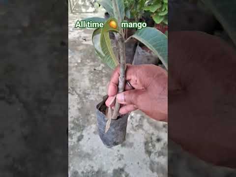 all time  🥭  mango 🥭 plants #plant viral video  plants 🪴  jarur lagaye bhut Acha 🥭  mango 🥭 😋