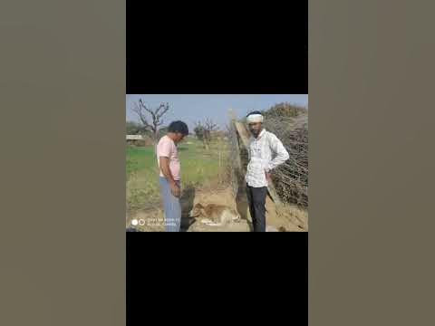 Animal rescue by animal ngo team - 790 | Animal ngo | cow 