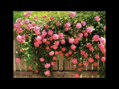 Vídeo: A Beleza Deslumbrante Das Rosas Trepadeiras. O Básico