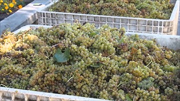 Harvesting and pressing Chardonnay grapes in the Napa Valley, California