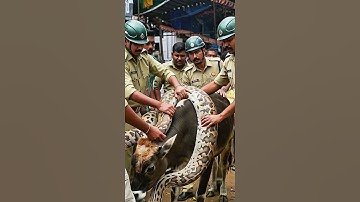 Rescue a trapped cow from snake #animals #wildlife #snake #cow #shorts #python