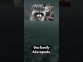 Pandas: Not Bears, But Raccoons?!