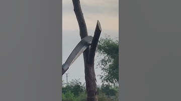 Tôi làm con dao quắm phát rẫy bằng thép nòng pháo chặt cây như chặt chuối vậy