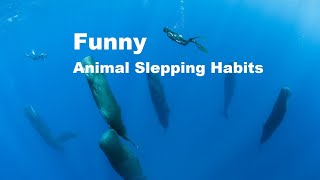 How do whales sleep without drowning? Animals sleeping habits Funny and Interesting