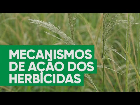 Vídeo: Como o dcmu é um herbicida eficaz?