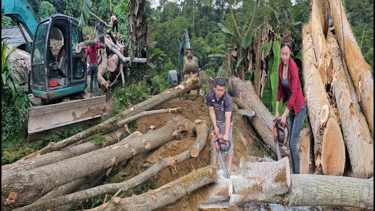 TIMELAPSE: 15 days the girl and the driver drove an excavator to exploit the giant timber