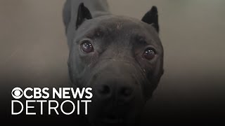 Furry Friday: Meet Heath the Cat and Malfoy the Dog