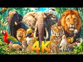 Vivid wildlife world 4k explore the splendor of natural wildlife with soothing relaxing music