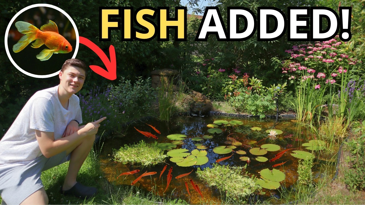 Building My DREAM Pond On A Budget! (DIY Pond Build PART 5)
