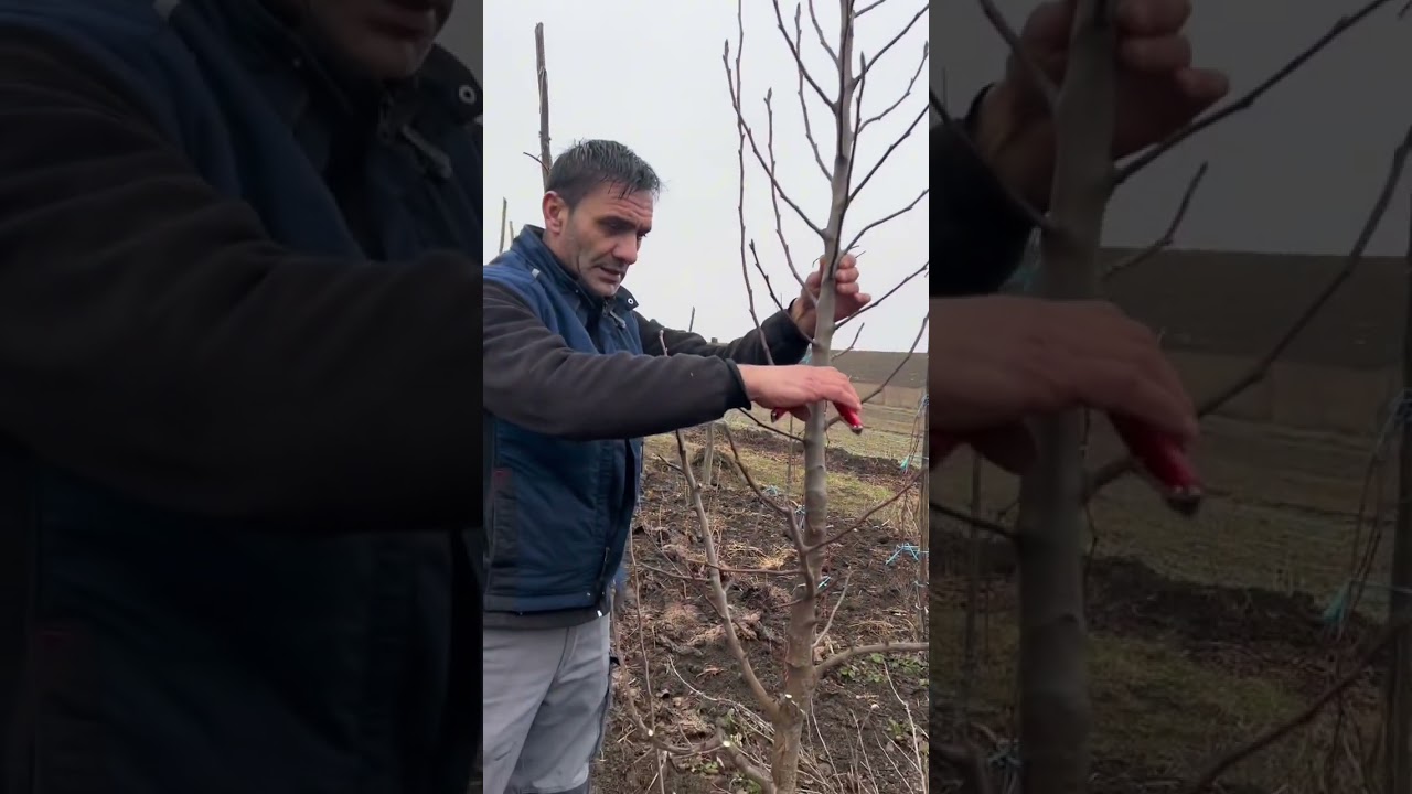 Formarea și întreținerea unui…Fus  de păr..🎄✌️🙋🎄.