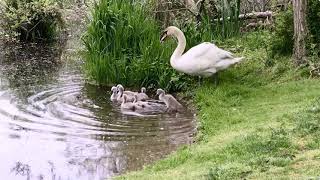 Swan Family Goes for a Swim