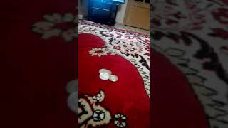,Tutaks
