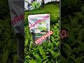നീലഗിരി ചായപ്പൊടി #reels #reel #nilgiri #tea