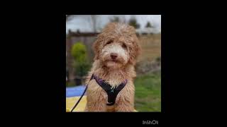 🐶❤️ Mini Goldendoodle PUPPY talk buttons 🐶#minigoldendoodlepuppy by aimeeseattle 48 views 1 month ago 12 minutes, 5 seconds