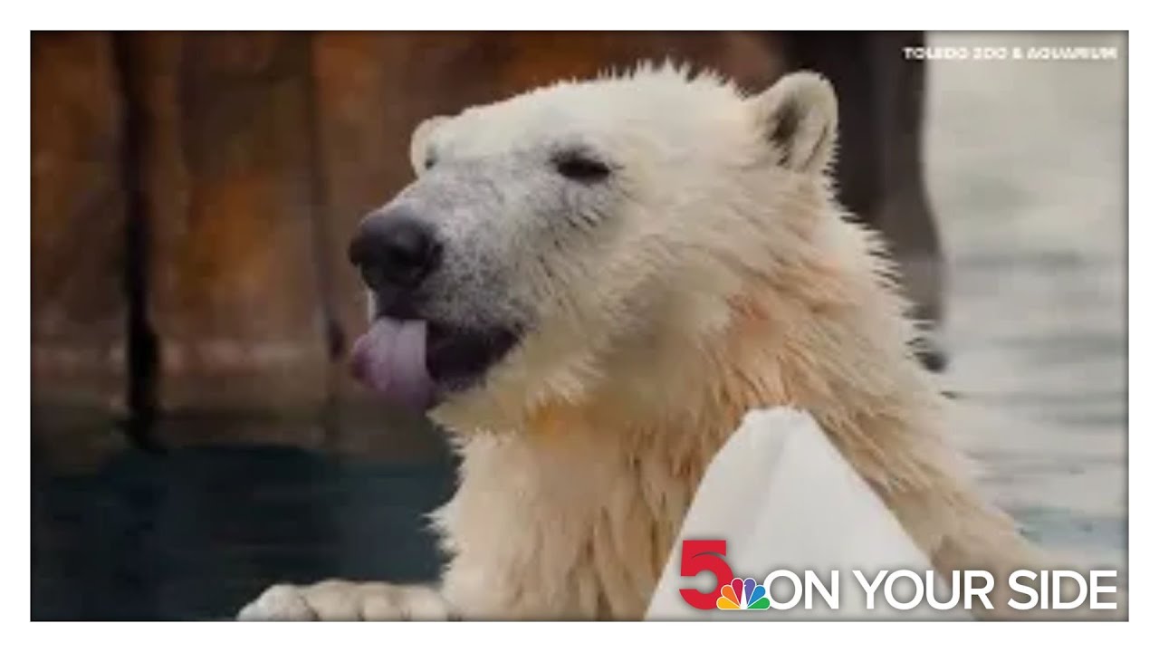 St. Louis Zoo splitting up twin polar bears, one moving west