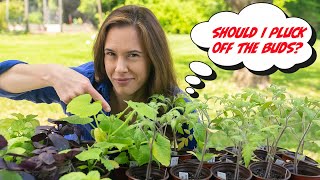 You’ll KILL your seedlings if you don’t do THIS by TRUE FOOD TV 9,379 views 11 months ago 6 minutes, 55 seconds