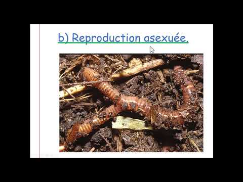 Vidéo: Les animaux hermaphrodites se reproduisent-ils de manière asexuée ?