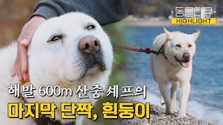 [동물극장 유튜브 오리지널] 풍산개 흰둥이만을 위한 특1급 호텔 메인 셰프?! " 너는 나의 마지막 단짝이야 " | 동물극장 단짝 EP43 | KBS 221217 방송