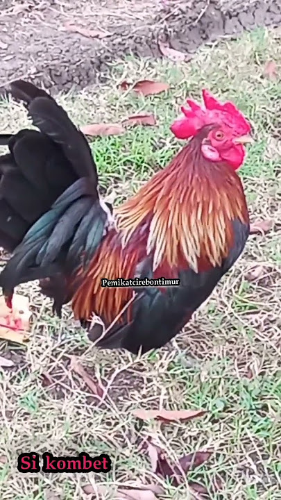 Kokok ayam Kate Asli Jawa Silangan dari galus bankiva yang sudah seri akhir....