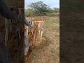 كيف يتم الحرث باستخدام الحمار Animals الظروف Cowgoat Automobile الجيلي Farmanimal Camel كيف يتم الحرث باستخدام الحمار Animals الظروف Cowgoat Automobile الجيلي Farmanimal Camel