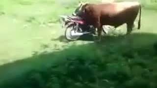 Nice cow matting with motorcycle.amazing meeting.wonderful animal mating