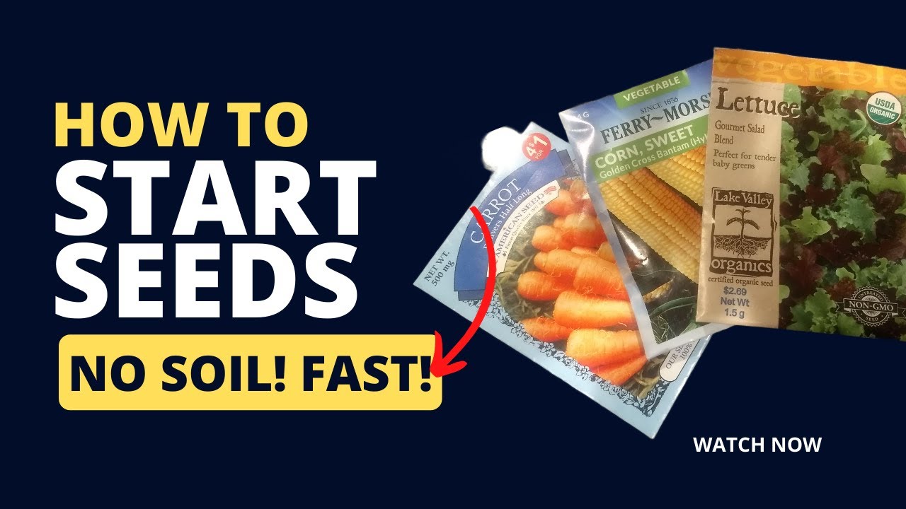 How to start seeds no soil tutorial YouTube