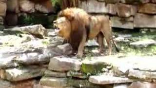 A lion's call