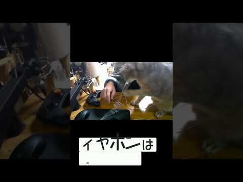 【アビシニアン】PC作業してると必ず起きる現象【ねこあるある】#shorts