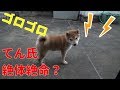 【柴犬子犬】雷にてん氏、絶体絶命⁉ 太郎の犬モノガタリ#23