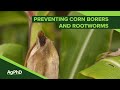 Corn Borers and Rootworms #1072 (Air Date 10-21-18)