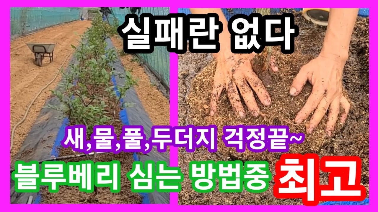 실패없는 블루베리 키우기 완전 고급기술~풀,새,물,두더지 걱정끝.블루베리 재배방법,분갈이 전원일기 귀농귀촌 주말농장,텃밭
