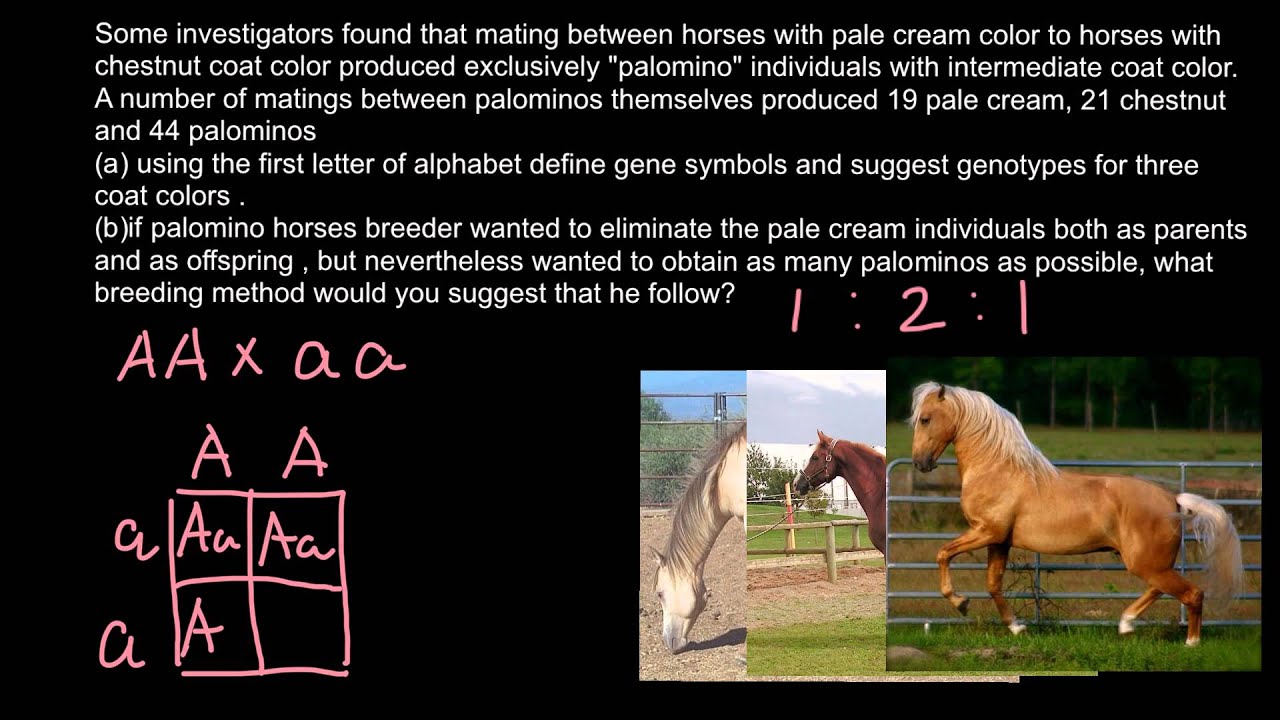 How to solve genetics problems - YouTube