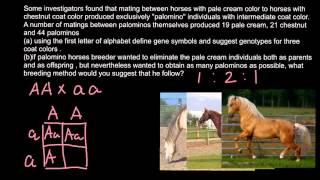 How to solve genetics problems