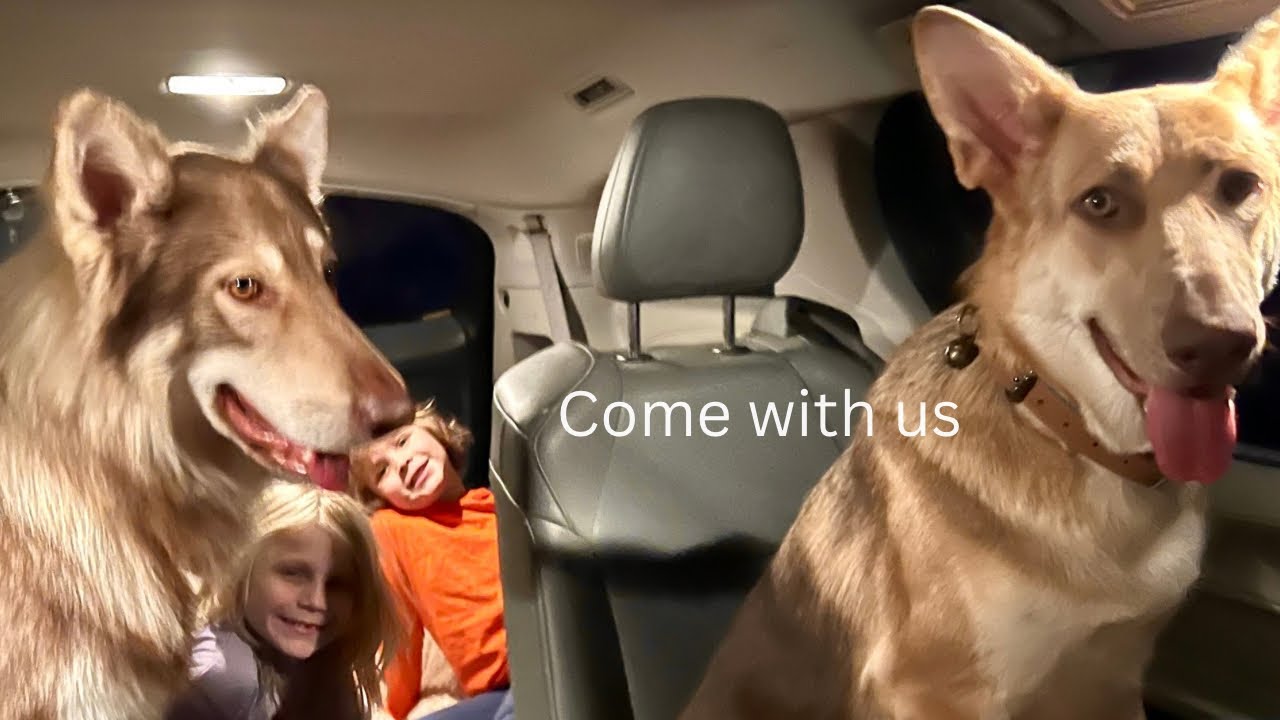 Day 6 |  Tired but Together 🐾🤍