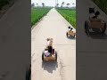 To win first place, the chubby dog ​​deliberately unloaded the potatoes and ran away.