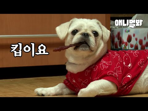 “맛있는 건 알지만~ 안 땡기네요↘” 밥 안 먹고 지키기만 <strong>하는</strong> 밥디가드ㅣDog That Doesn’t Eat <strong>But</strong> Guards His Food