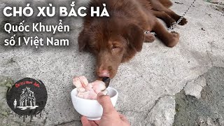 Phiêu lưu Chợ Phiên Bắc Hà: móng gấu, chó Bắc Hà 10 triệu, rượu cây máu...