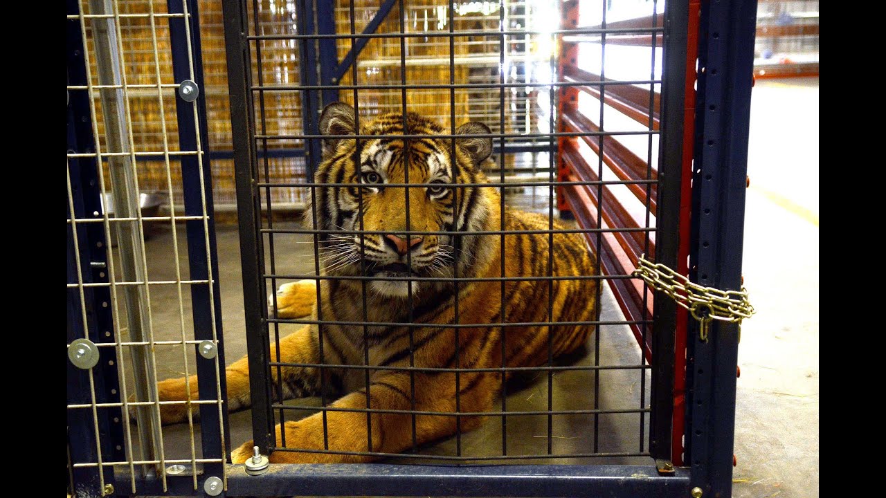 Lions And Tigers Attract Large Crowd Youtube