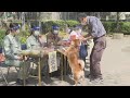 犬の登録と狂犬病予防注射(令和4年度)