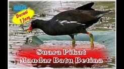 Suara Mandar Batu Betina Untuk Pemikat - 1 JAM  - Durasi: 1:00:01. 