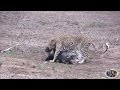 Porcupine vs Leopard. Porcupine Hits Back With Quills