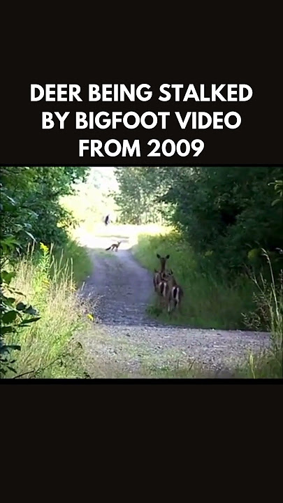 Footage of Bigfoot hunting Deer, Circa 2009 #bigfoot #sasquatch #publishtoall #bigfootsighting