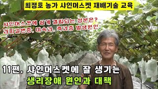 [샤인머스켓재배교육]11편. 생리장애 원인과 대책