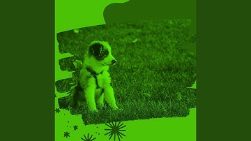 Remarkable Backdrops for Resting Pups