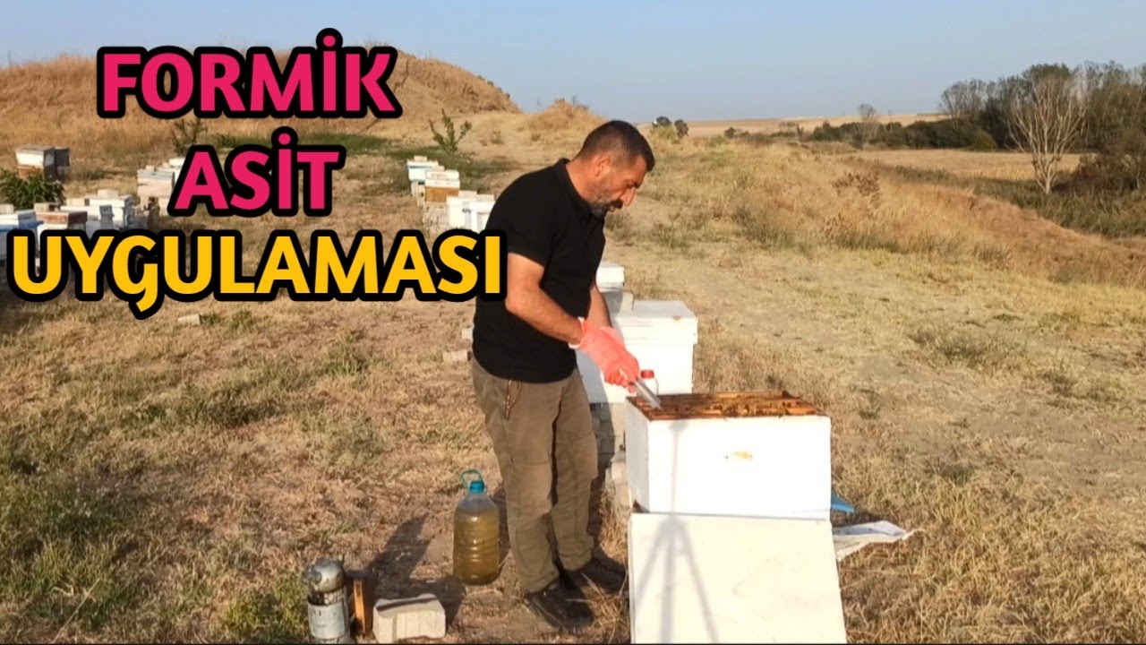 Eylül Ayı Arı Kontrolü | Formik Asit Uygulaması ve detaylı anlatım ne fayda