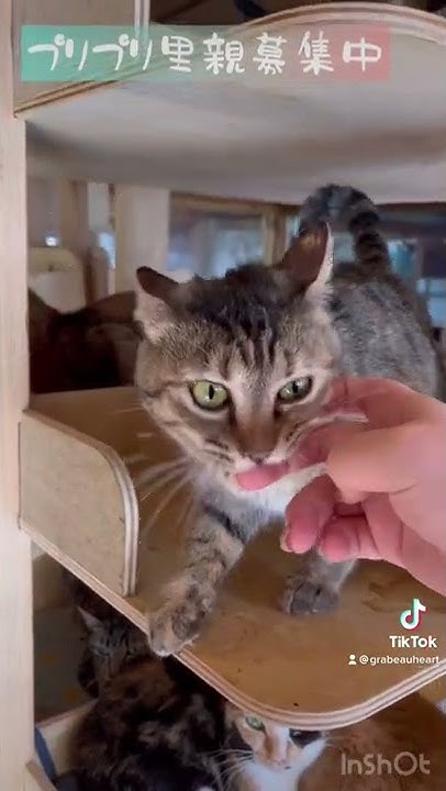 グラビューハート 保護猫シェルター Youtube